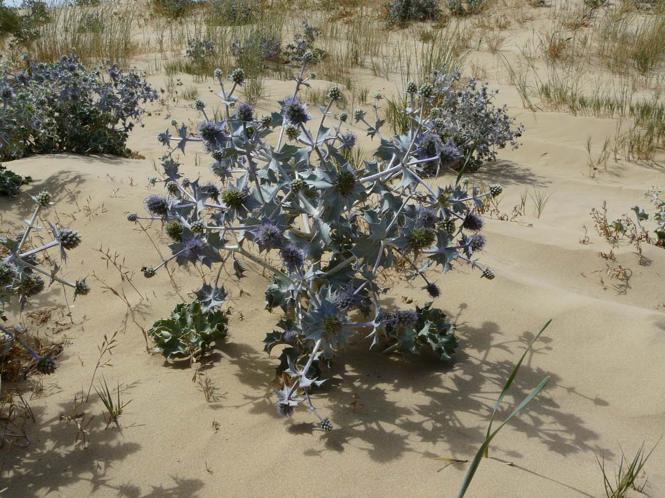 Eryngium maritimum / Calcatreppola marittima